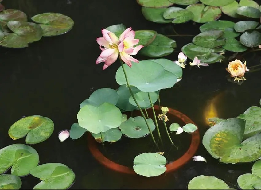 夏日闲賦《临江仙》八首（图4）