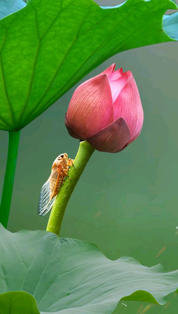 三伏吟~诗║李耀文(图12)