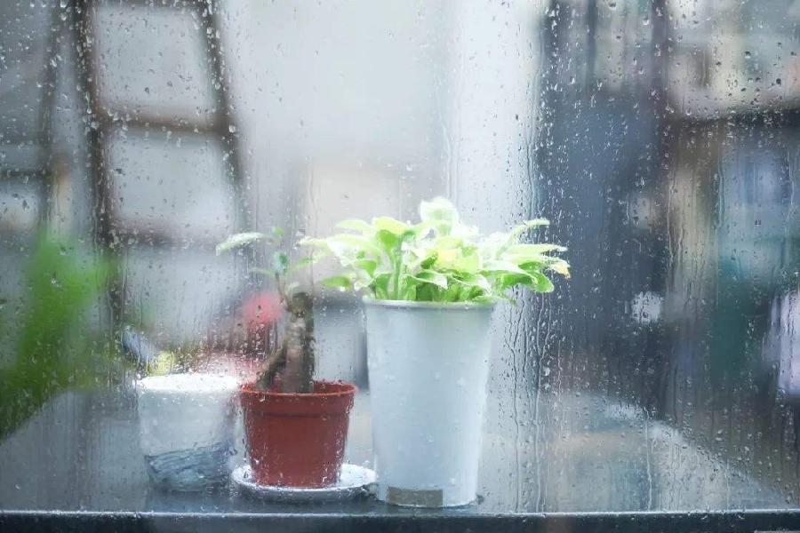 【新诗大观】静听雨声||文/金义(河北)