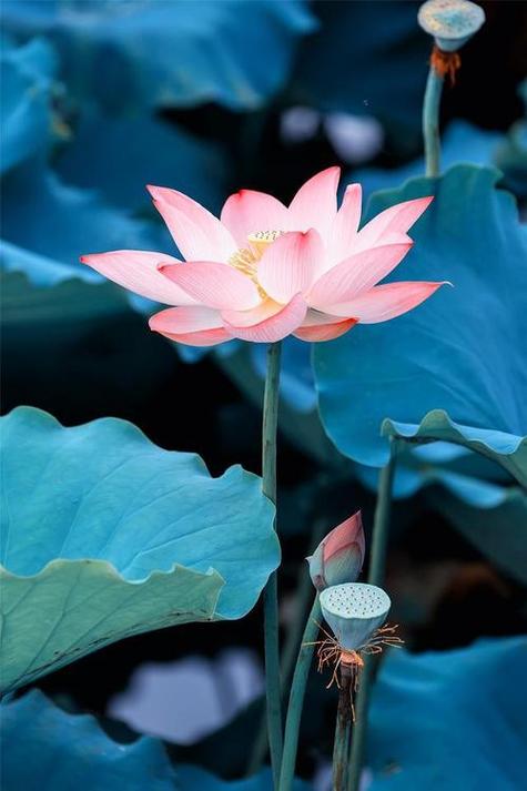 《淡淡荷花香》作者:龙游天下‖主:玛芮米娜塔【中国现代诗歌文化传媒】徜徉诗的海洋，聆听天籁之声♬（图4）