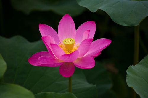 《七·赏荷二首》作者:郭小林‖主播:岁月静好【中国现代诗歌文化传媒】徜徉诗的海洋，聆听天籁之声♬（图4）