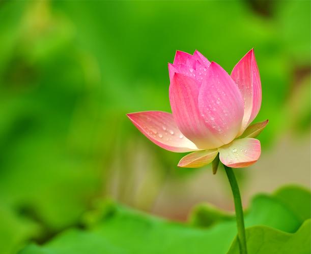 《七·赏荷二首》作者:郭小林‖主播:岁月静好【中国现代诗歌文化传媒】徜徉诗的海洋，聆听天籁之声♬（图5）