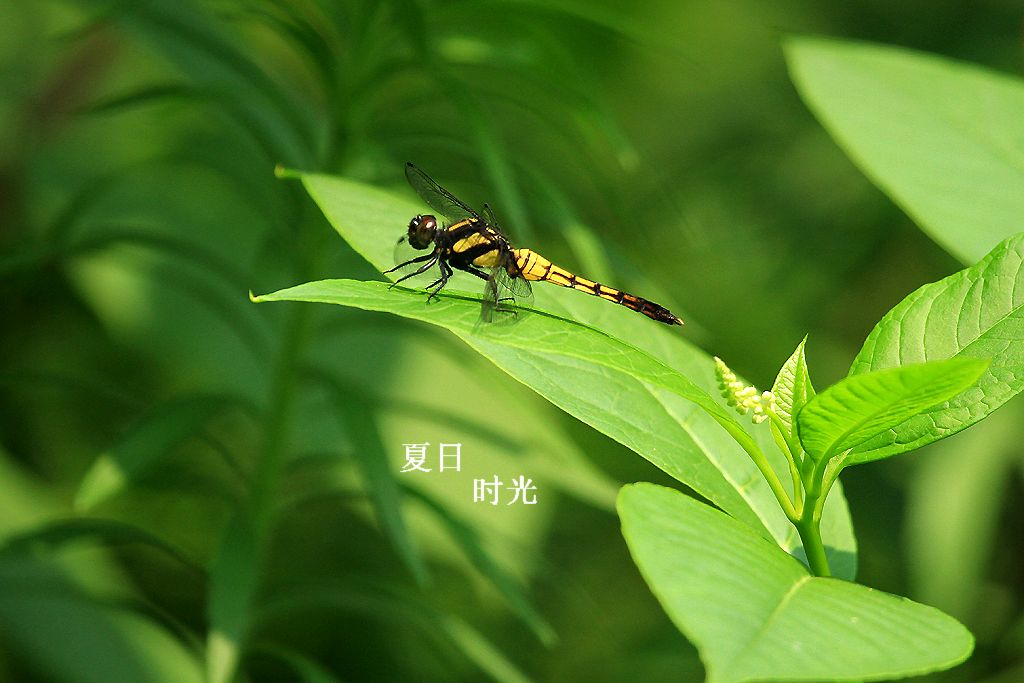 【中国长江文学社】《致时光》作者 李开英/主播 福音/编辑 岁月静好 第6134期（图4）