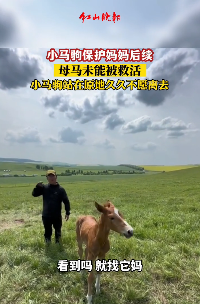 题图诗：万物有灵‖巴彦诗协诗词卷【568】（图2）