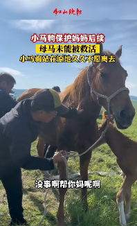 题图诗：万物有灵‖巴彦诗协诗词卷【568】（图4）