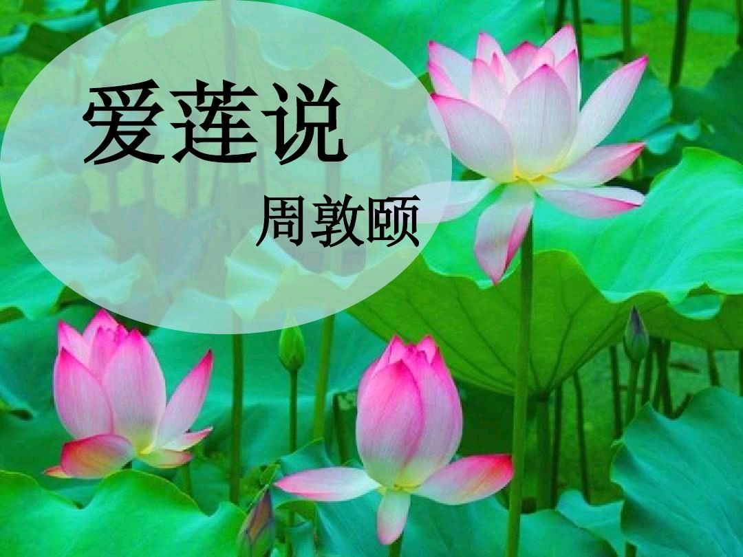 张瑞朗诵【爱莲说】宋*周敦颐（图4）