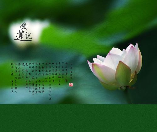 张瑞朗诵【爱莲说】宋*周敦颐（图6）