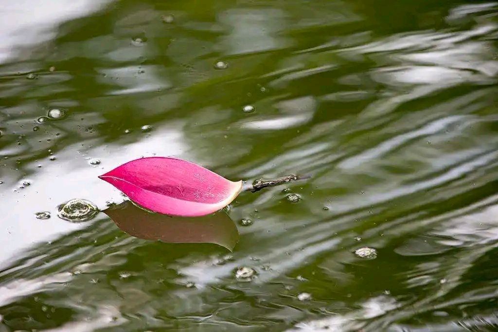 夏雨赋~诗║白印良(图10)