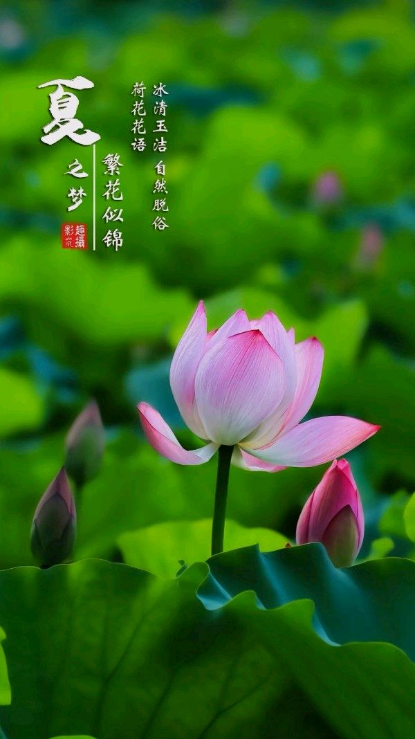 ⭕七律-赏荷花(组合)诗║白小文(图8)