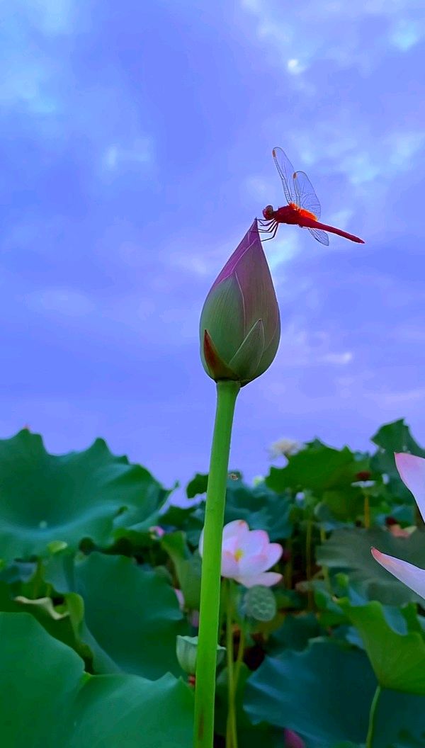 ⭕七律-赏荷花(组合)诗║白小文(图9)