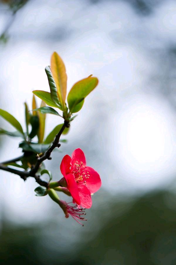 ⭕七律-赏荷花(组合)诗║白小文(图18)