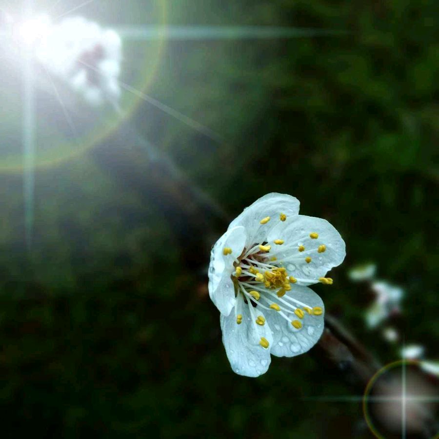 【中国长江文学社】《雨季》作者 木子/主播.编辑 岁月静好 第6168期（图7）