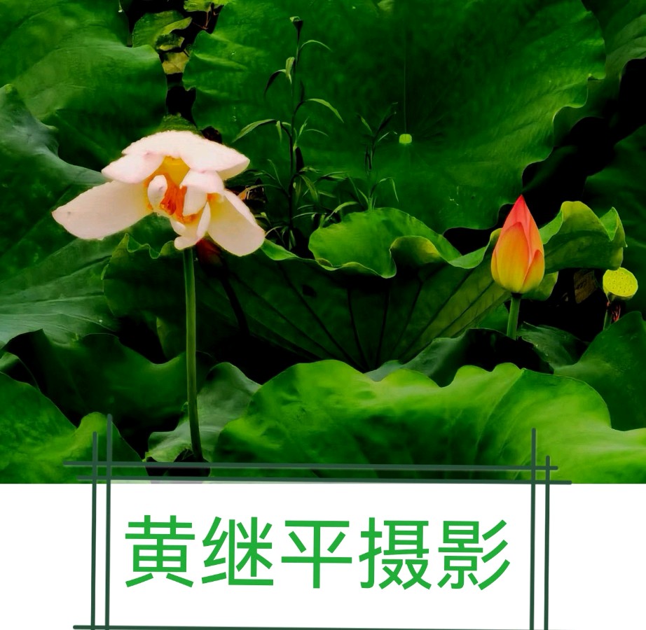 诗书画篆摄唯美佳作欣赏∥中国桂林都市漓江诗书画社(第79期)(图14)