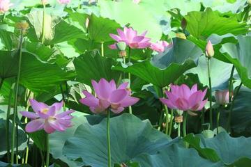 《七月流火》作者:秋天的芦苇荡【主播（小屋】【桃源国际诗歌集团】用声音传递温暖以诵读致敬人生♬（图8）