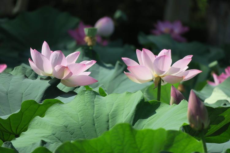 《七月流火》作者:秋天的芦苇荡【主播（小屋】【桃源国际诗歌集团】用声音传递温暖以诵读致敬人生♬（图7）