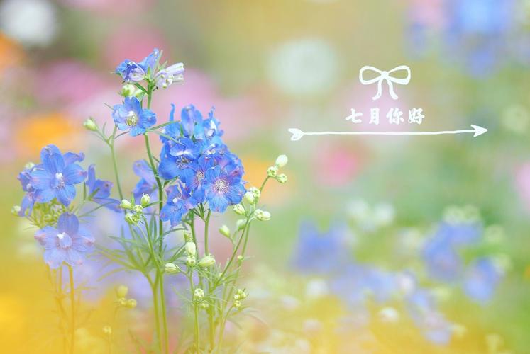 《淡淡荷花香》作者:龙游天下‖主播:玛芮米娜塔【中国现代诗歌文化传媒】徜徉诗的海洋，聆听天籁之声♬（图6）