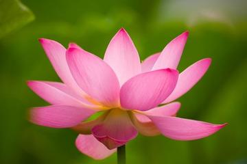《淡淡荷花香》作者:龙游天下‖主播:玛芮米娜塔【中国现代诗歌文化传媒】徜徉诗的海洋，聆听天籁之声♬（图7）