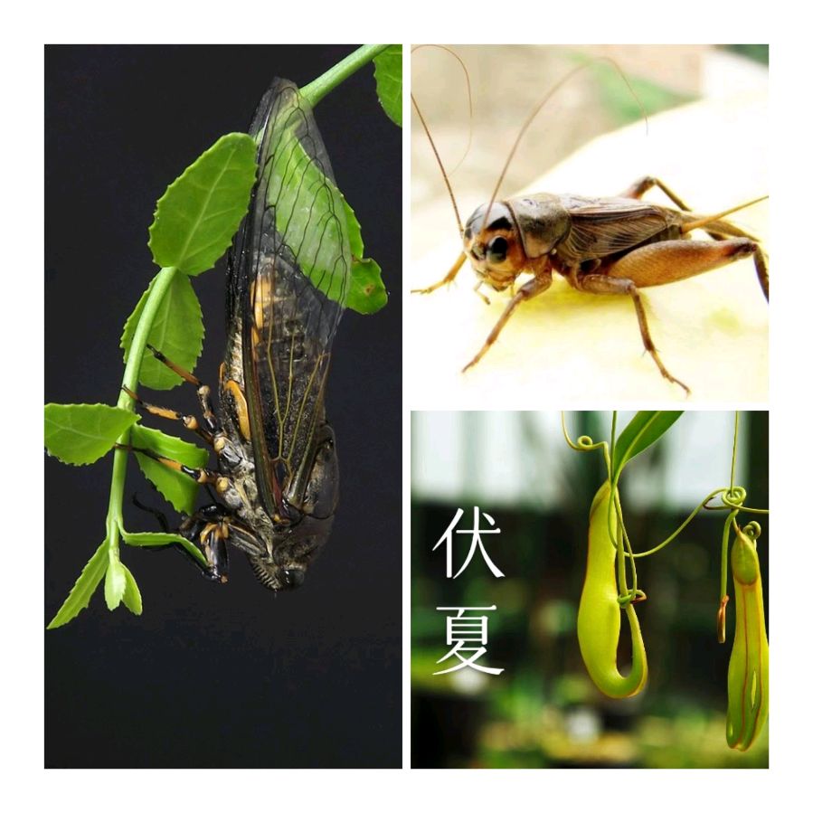 韩庚的《伏夏闲吟》