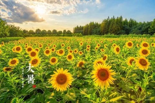 【经典推荐】曾培方//五华县城的大暑｛外一首｝（图2）