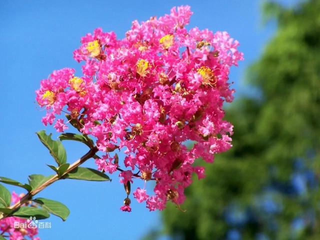 张昕伏夏词八首（图7）