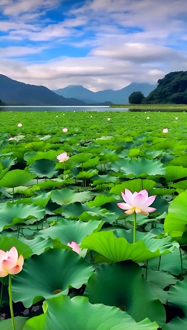 ⭕临江仙-赏荷（组合）词║于兴庆（图19）