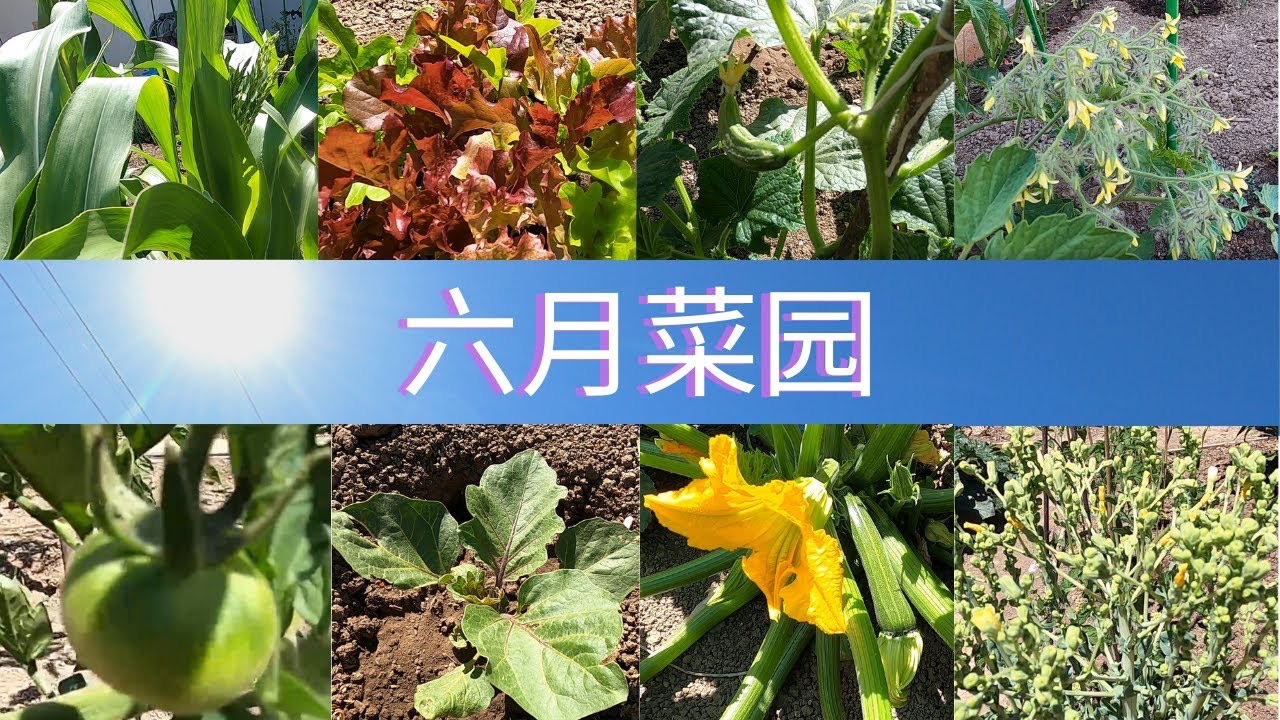 【英国文学】精品朗诵《七月时光》(外四首)作者|一缕阳光、朗诵|黎敏(图4)