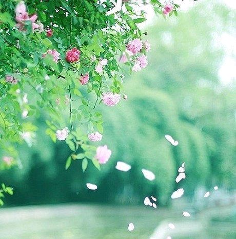 惠英朗诵【飘落的花絮】作者/刘志民（图7）