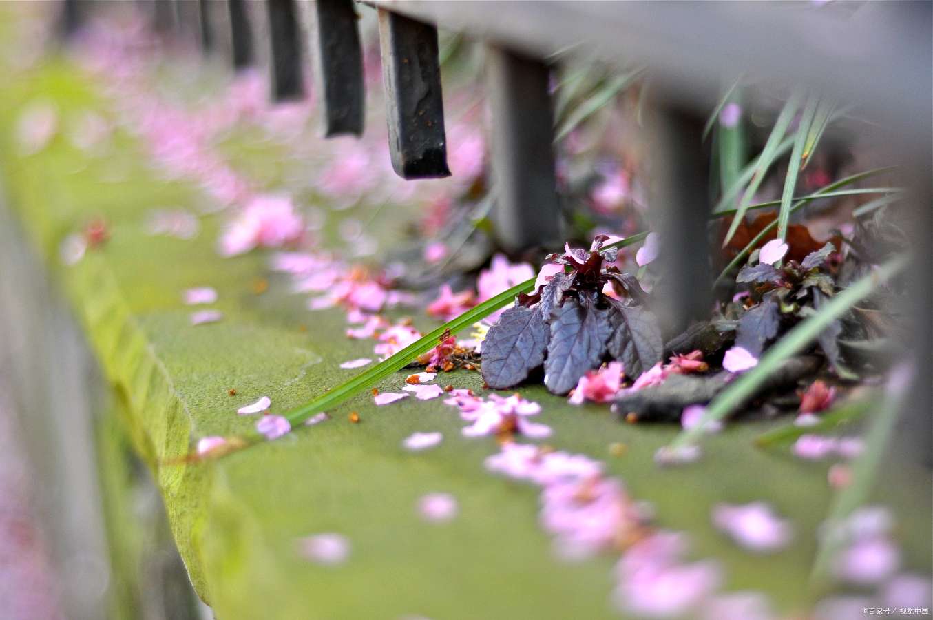 惠英朗诵【飘落的花絮】作者/刘志民（图6）