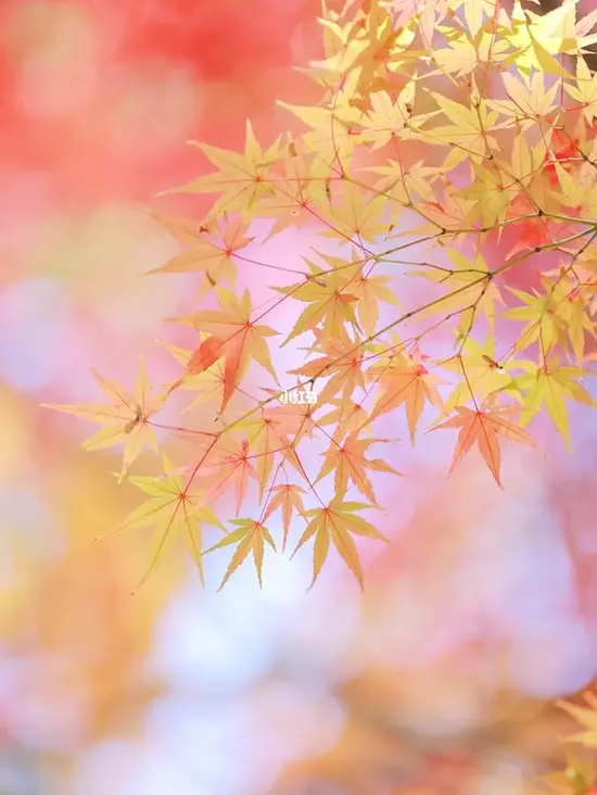 立秋‖巴彦诗协诗词卷【572】(图3)
