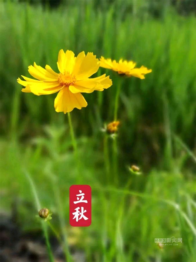 《九江文学社：北京头条》《立秋节气》专刊【总第1758期】（图36）