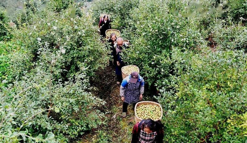 《云朵下的龙凤镇》——西海情歌（四川泸州）（图22）
