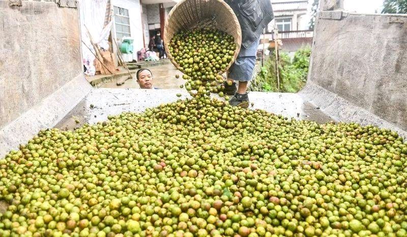 《云朵下的龙凤镇》——西海情歌（四川泸州）（图23）