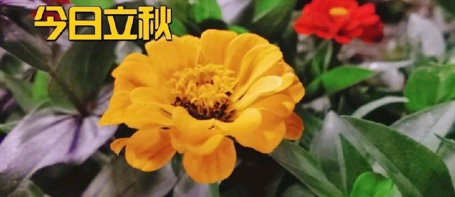 弘华朗诵【悟秋】作者/六月荷（图5）