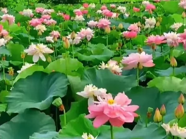 【神州源流诗苑】第1010期佳词《都市头条》周刊(图7)