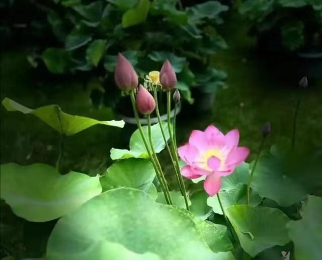 冰心文化传媒隆重推出 诗人：胡向前〔湖北〕诗词专辑 主编：冰心（图31）