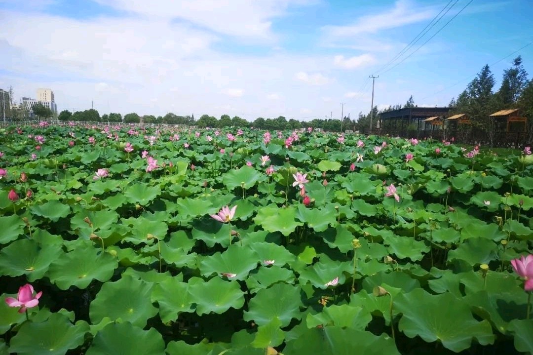 夏荷（组合）诗║孟全宇（图10）