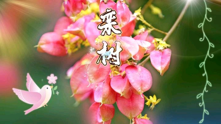 《九江文学社：有声文学》《偶遇栾树通古今》文/梦在远方 主播/伊兰吐芳【总第1760期】（图6）