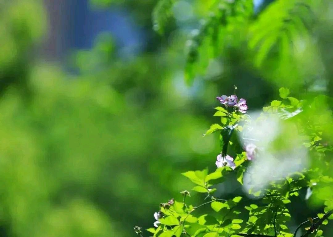 旭洋朗诵【季节】作者/刘志民（图5）
