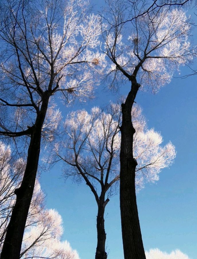 红霞朗诵【冬天】作者/刘志民（图8）