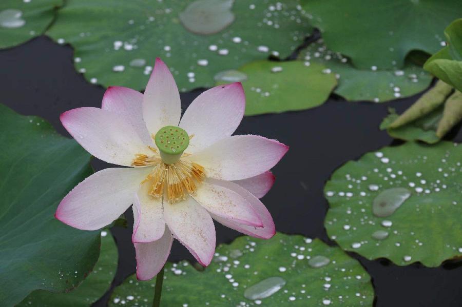 【新诗大观】八月的雨，是思念的延续||文/金义(河北)