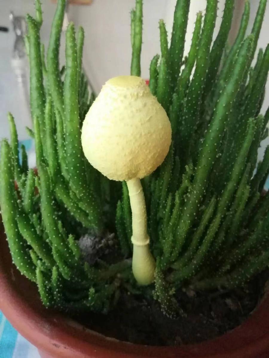 七言诗 一杯香茶／任建民（图4）