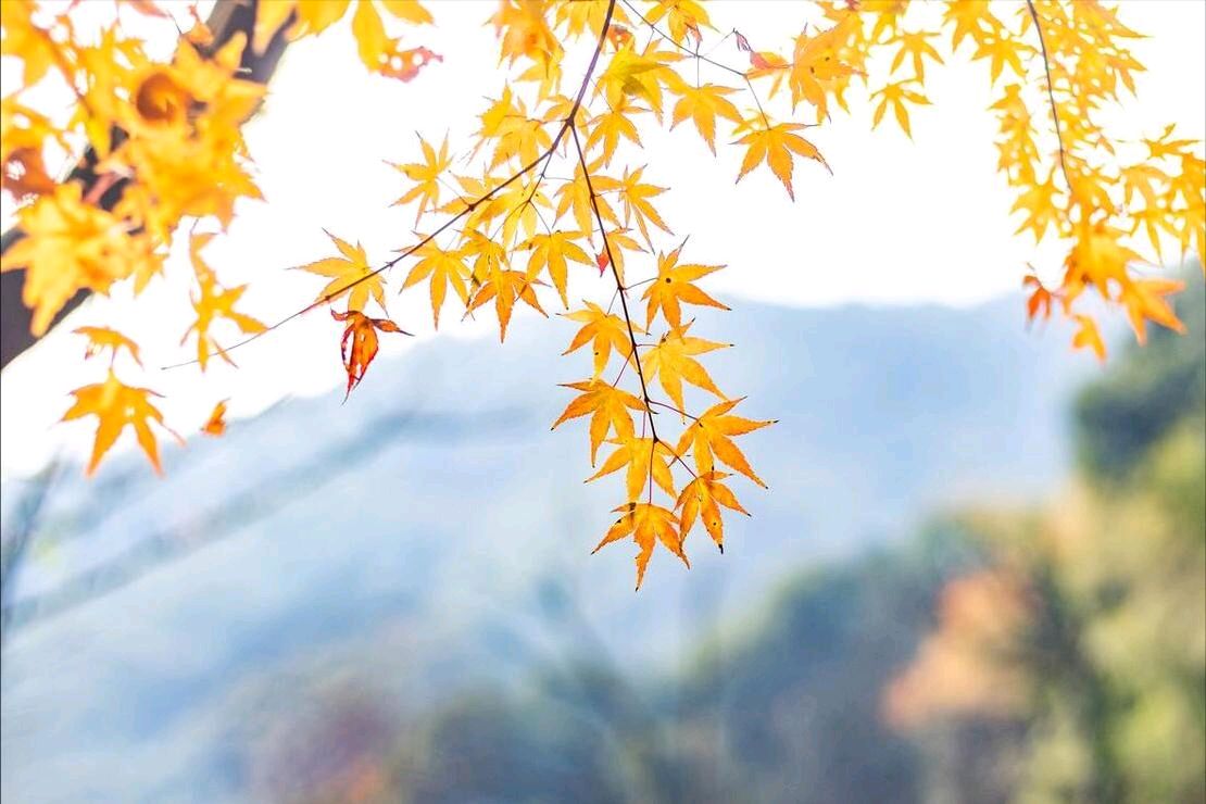 倪坤朗诵【认识你真好】作者/碑林路人（图4）