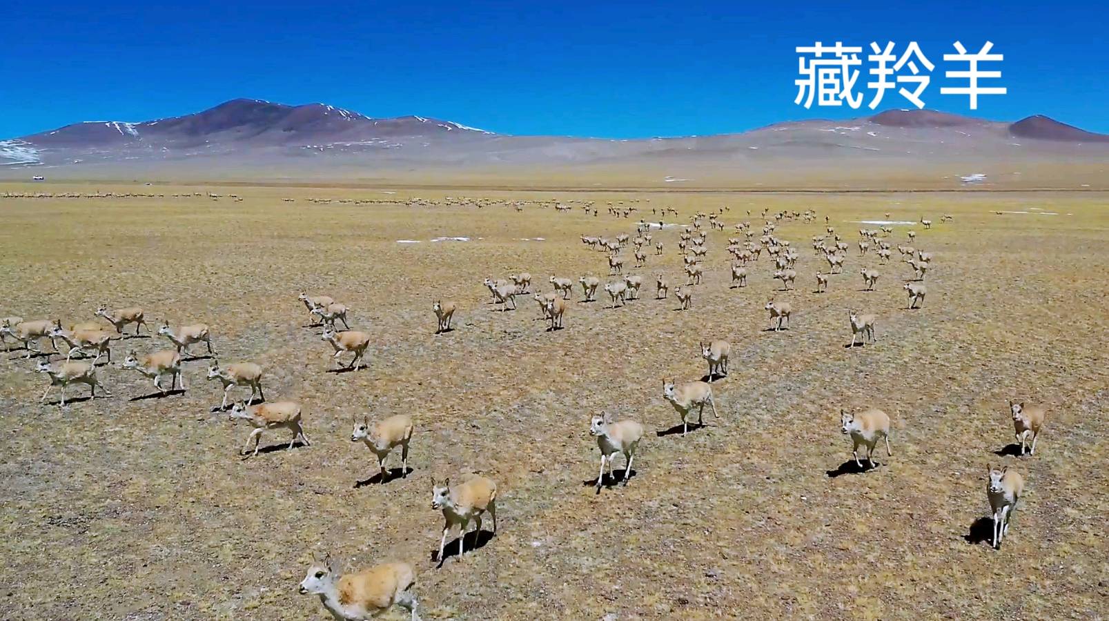 为朋友夫妻西藏游而写～诗║李耀文（图14）