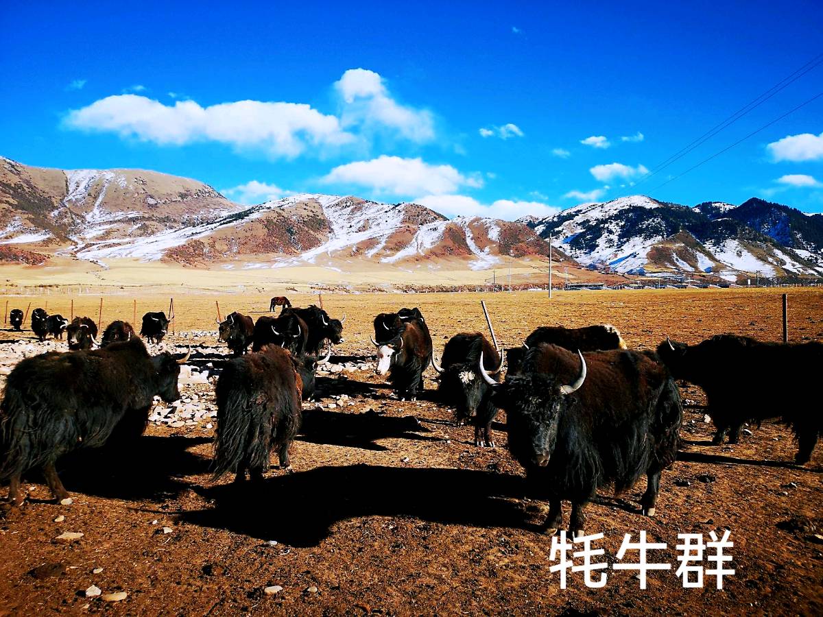 为朋友夫妻西藏游而写～诗║李耀文（图16）