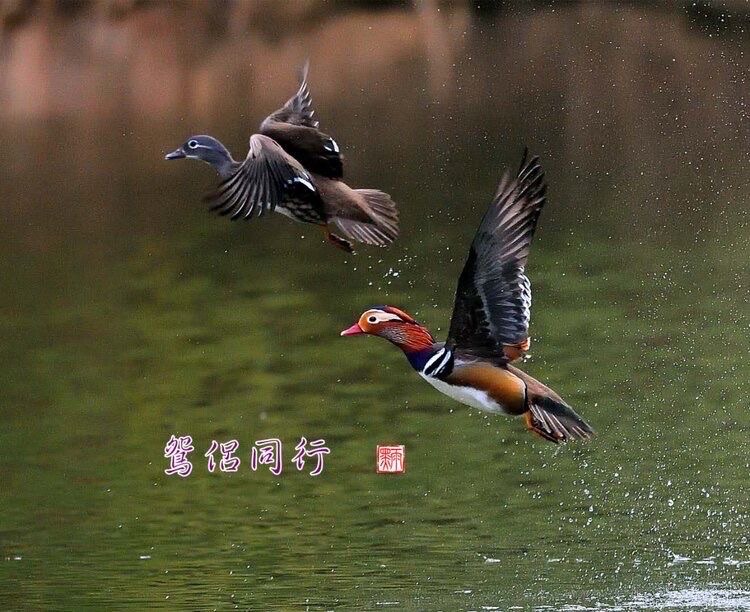 凤求凰（图2）