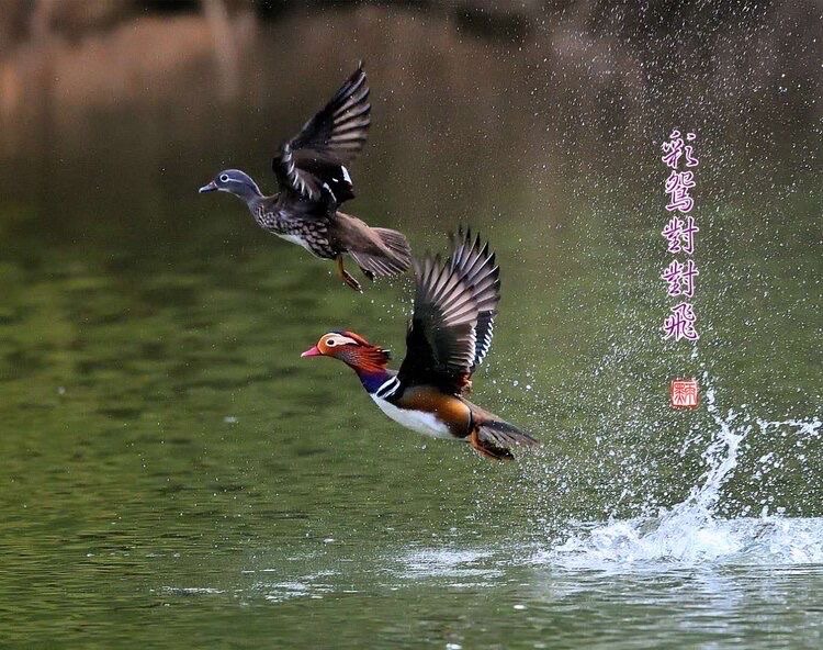 凤求凰（图3）