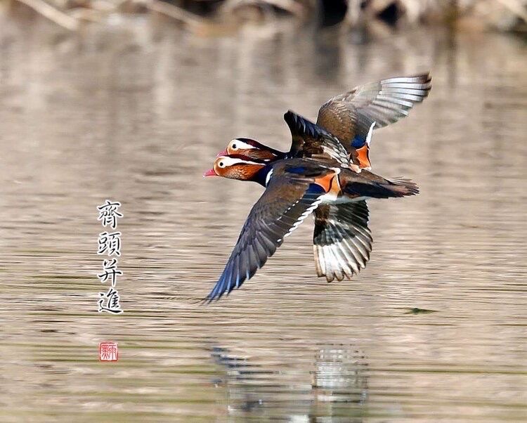 凤求凰（图5）