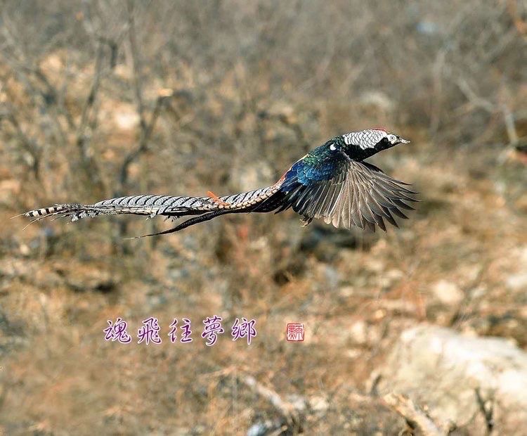 凤求凰（图6）