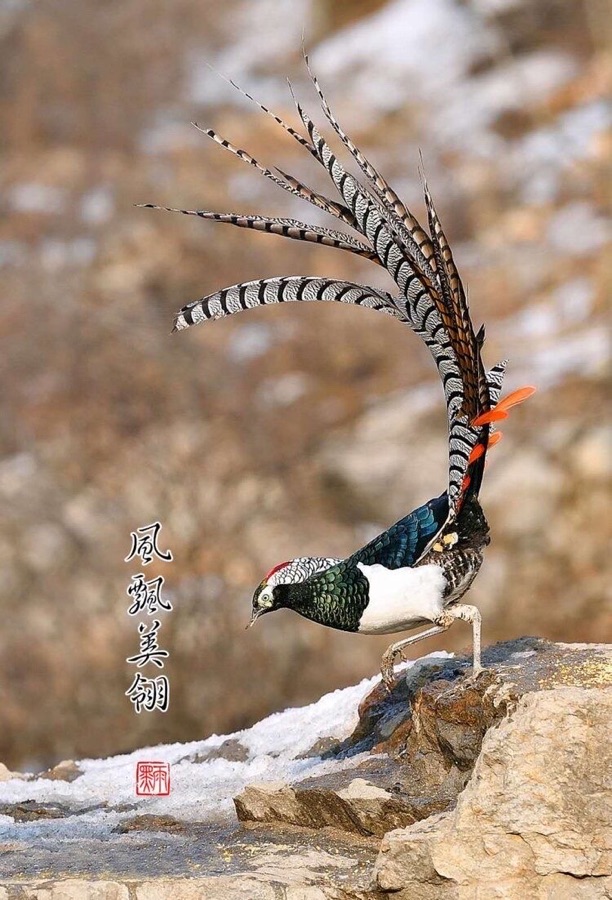 凤求凰（图7）