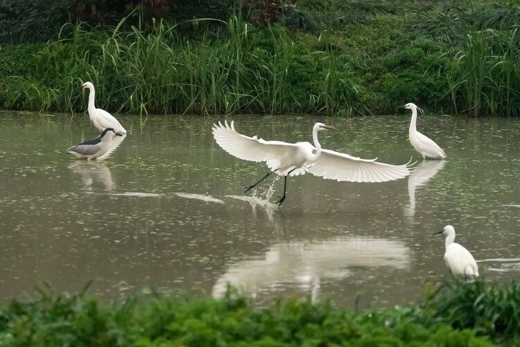 凤求凰（图12）